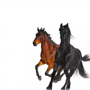 Lil Nas - Old Town Road (Remix) Ft. Billy Ray Cyrus